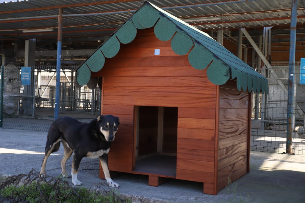 Çevre Dostu Köpek Kulübeleri